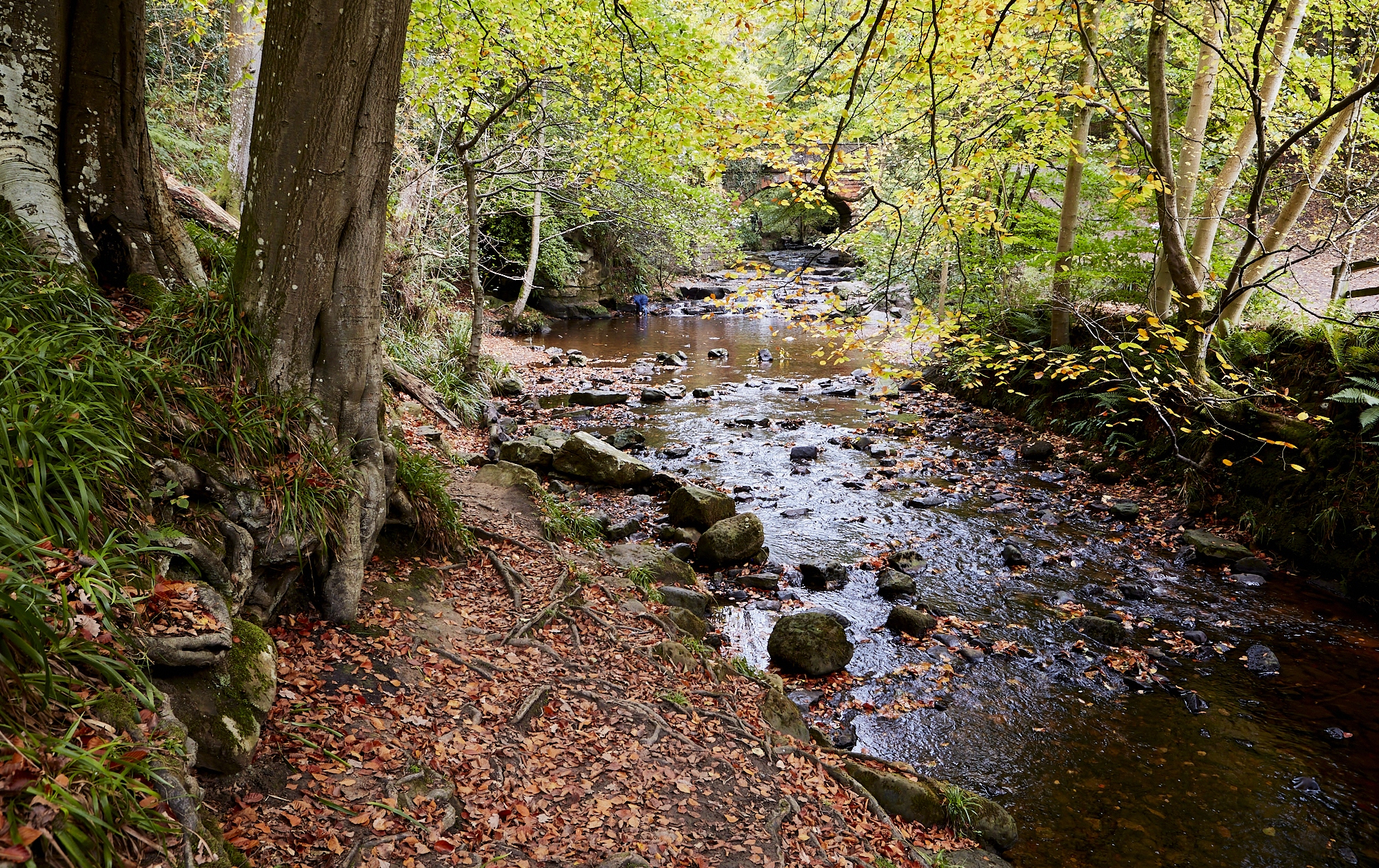 Autumn feeder stream 'Falling Foss' waterfall, near Sneaton, North Yorks.