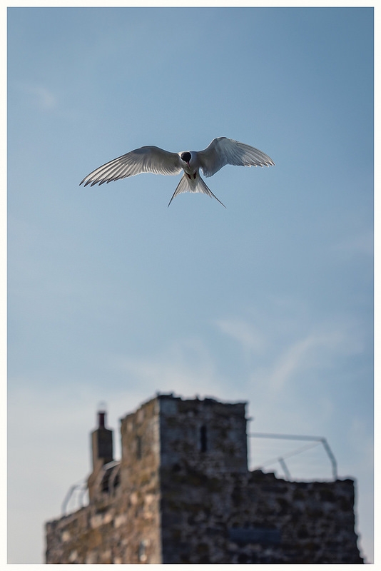 Farne Islands by Phil Pounder