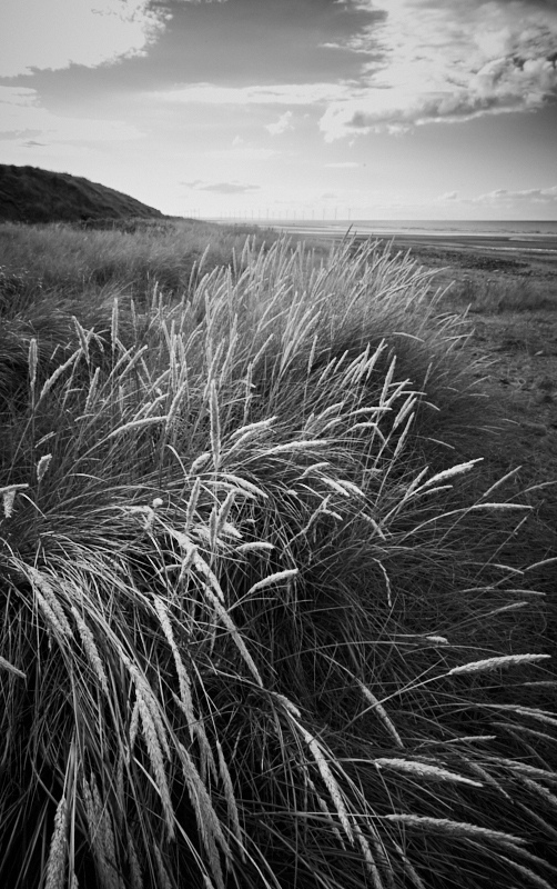 Dune Grasses, Marske