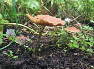 Name that mushroom? Credit: Claire Fleetneedle