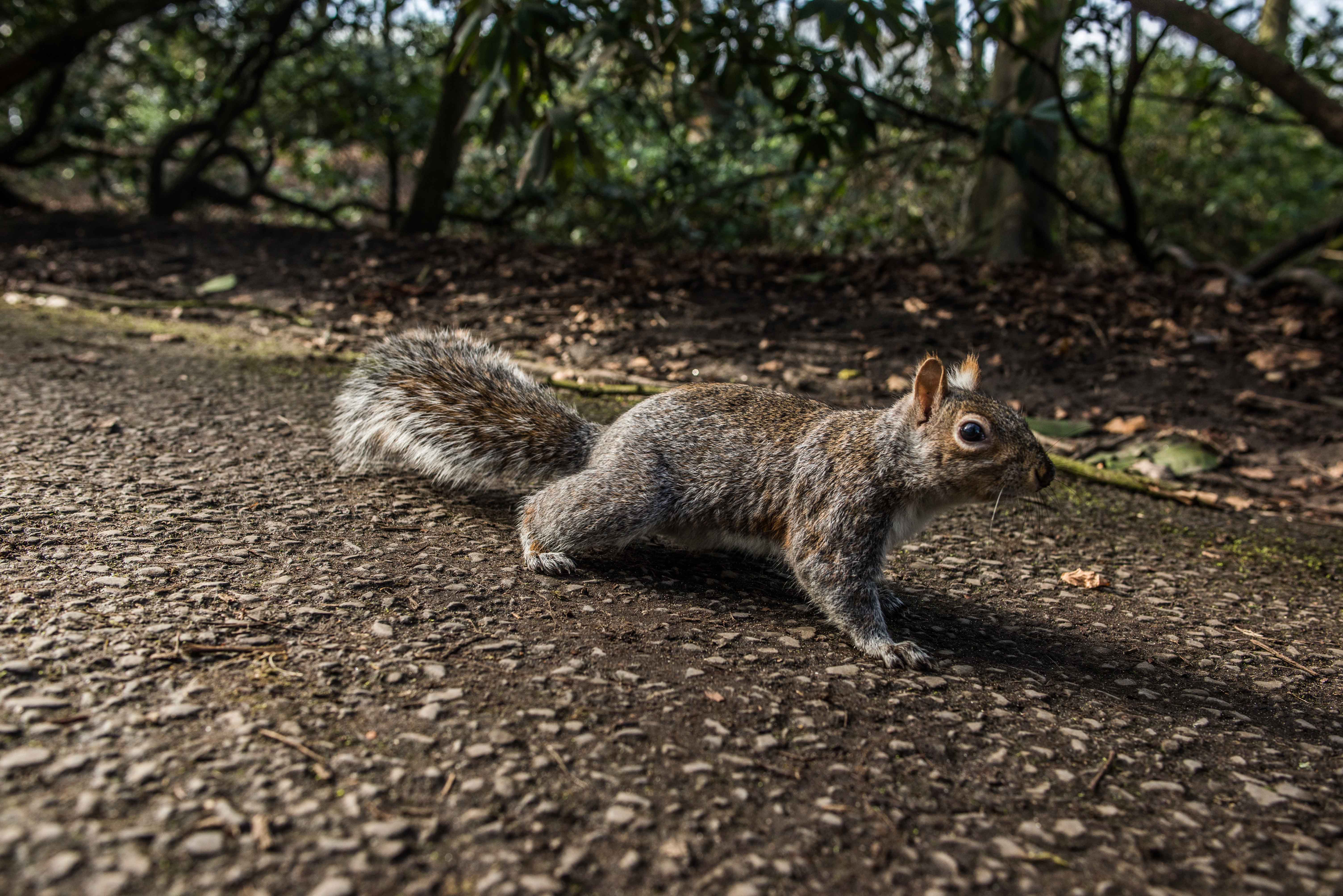 Heaton Park squirrel