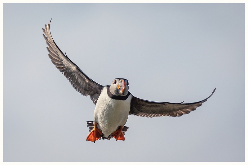 Farne Islands by Phil Pounder