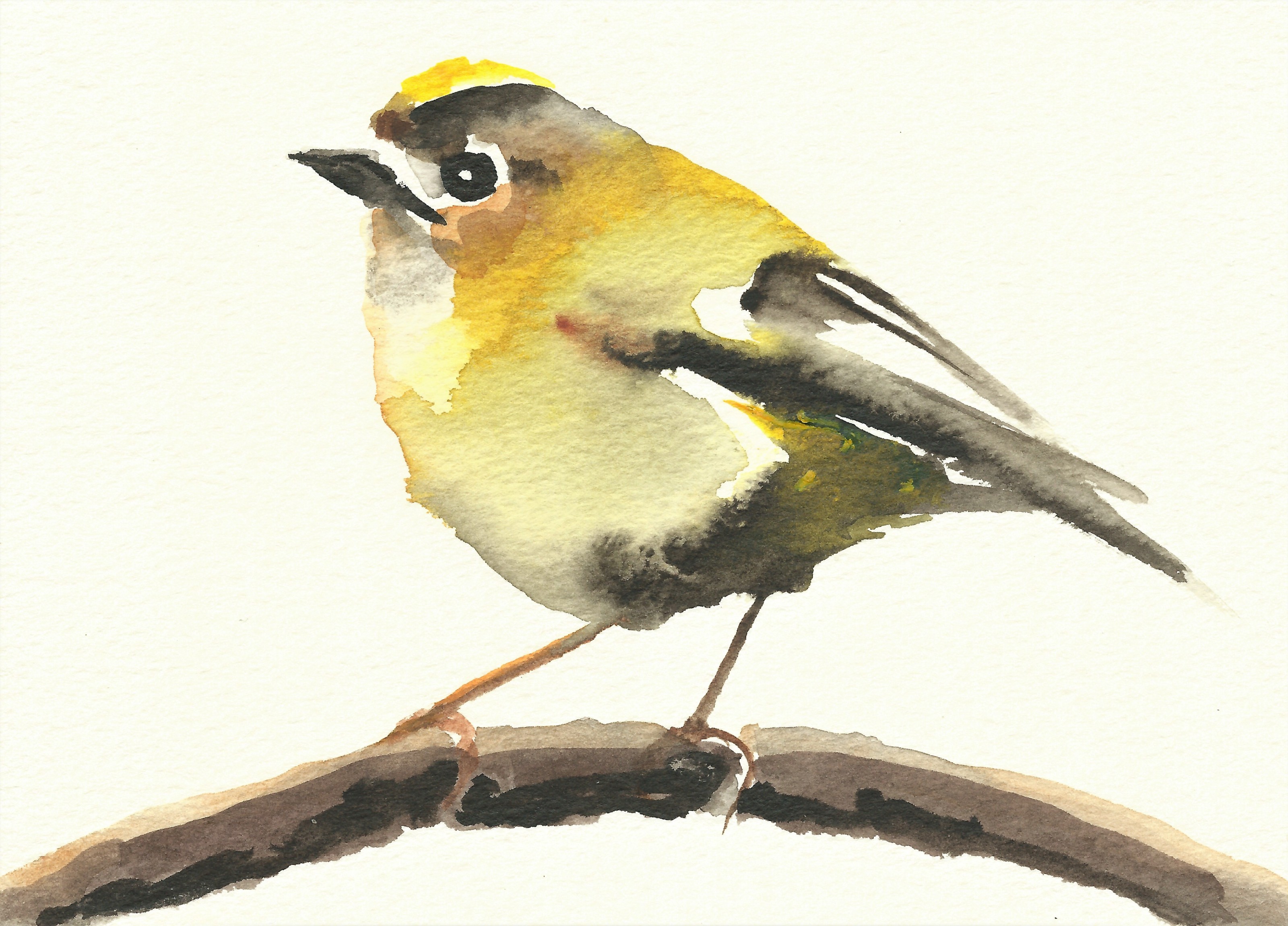 Liam Spencer, Goldcrest Ink and Watercolour