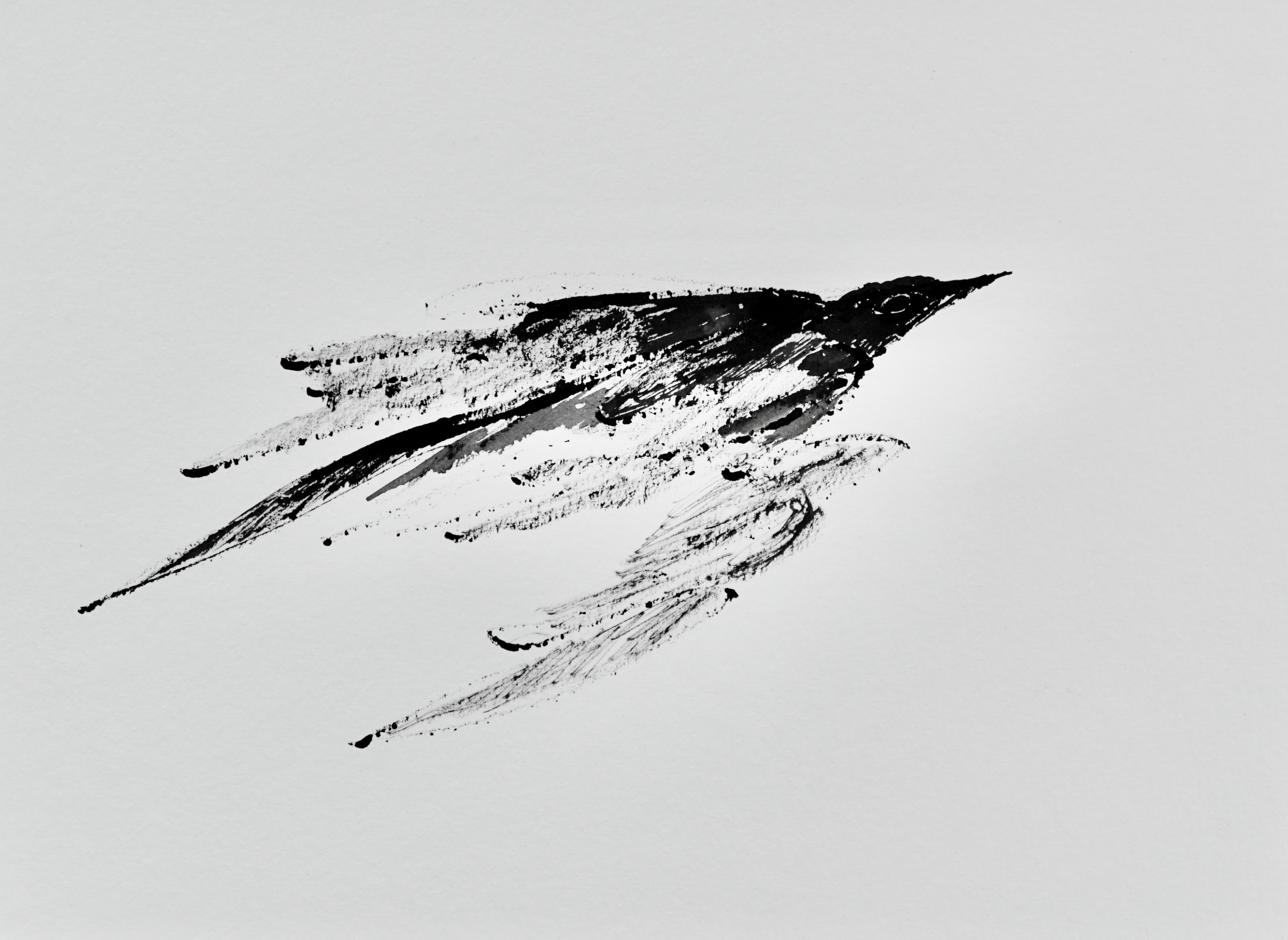 Blackbird Rising In Memory of Ray Warburton 2020 (ink on paper 29 x 32.5cm)