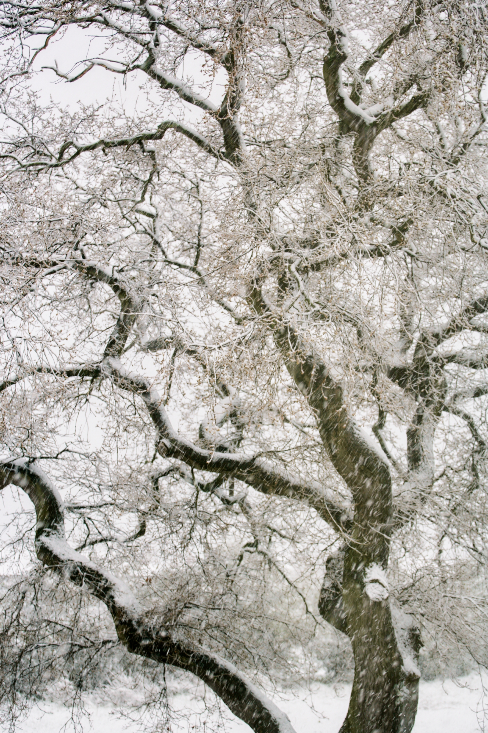 Snowy tree, image by Paul Hunter